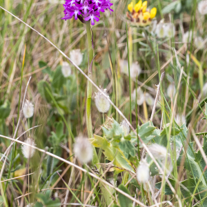 Photographie n°2529611 du taxon Anacamptis pyramidalis (L.) Rich. [1817]