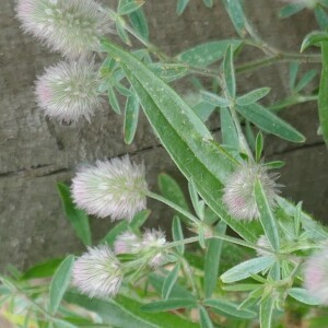 Photographie n°2529650 du taxon Trifolium arvense L. [1753]