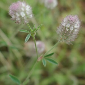 Photographie n°2529652 du taxon Trifolium arvense L. [1753]