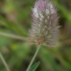 Photographie n°2529653 du taxon Trifolium arvense L. [1753]