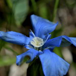 Photographie n°2529660 du taxon Gentiana verna L. [1753]