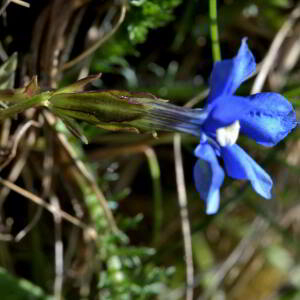 Photographie n°2529664 du taxon Gentiana verna L. [1753]