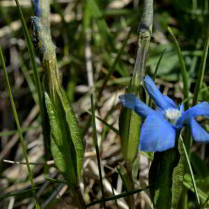 Photographie n°2529668 du taxon Gentiana verna L. [1753]