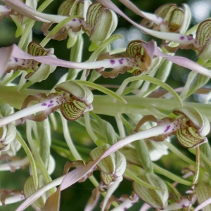 Photographie n°2529676 du taxon Himantoglossum hircinum (L.) Spreng. [1826]