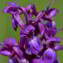 Orchis mascula (L.) L. [1755] [nn46035] par Jean Paul Saint Marc le 18/05/2022 - Bilhères