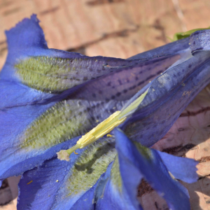 Photographie n°2529691 du taxon Gentiana acaulis L. [1753]