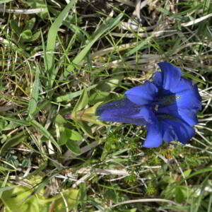 Photographie n°2529693 du taxon Gentiana acaulis L. [1753]