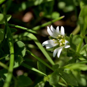 Photographie n°2529705 du taxon Cerastium fontanum Baumg. [1816]