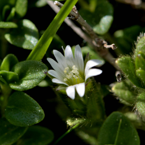 Photographie n°2529708 du taxon Cerastium fontanum Baumg. [1816]