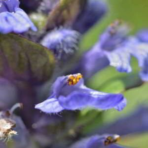 Photographie n°2529723 du taxon Ajuga reptans L. [1753]