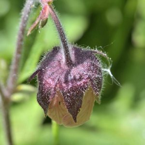 Photographie n°2529729 du taxon Geum rivale L. [1753]