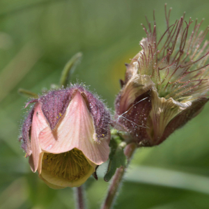 Photographie n°2529731 du taxon Geum rivale L. [1753]