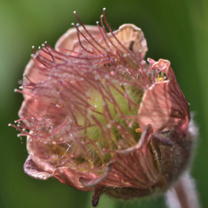 Photographie n°2529737 du taxon Geum rivale L. [1753]