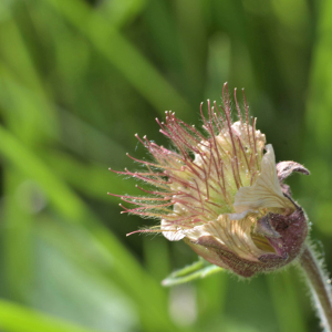 Photographie n°2529738 du taxon Geum rivale L. [1753]