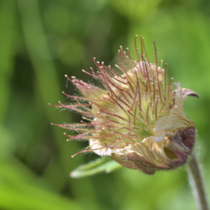 Photographie n°2529740 du taxon Geum rivale L. [1753]