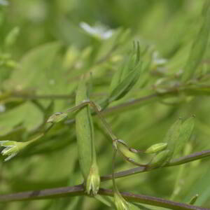 Photographie n°2529750 du taxon Stellaria alsine Grimm [1767]