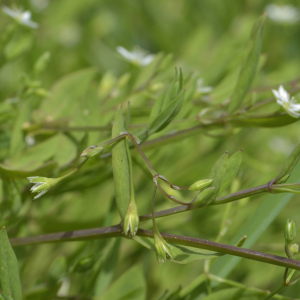 Photographie n°2529752 du taxon Stellaria alsine Grimm [1767]