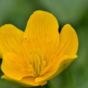 Photographie n°2529830 du taxon Caltha palustris L. [1753]