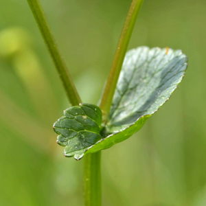 Photographie n°2529832 du taxon Caltha palustris L. [1753]