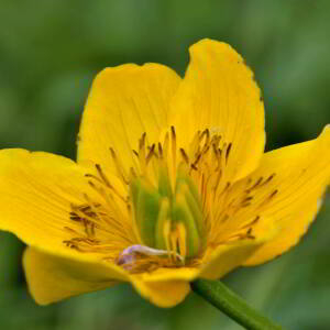 Photographie n°2529833 du taxon Caltha palustris L. [1753]