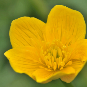 Photographie n°2529834 du taxon Caltha palustris L. [1753]