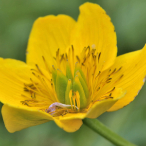 Photographie n°2529835 du taxon Caltha palustris L. [1753]