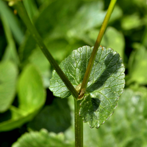 Photographie n°2529838 du taxon Caltha palustris L. [1753]