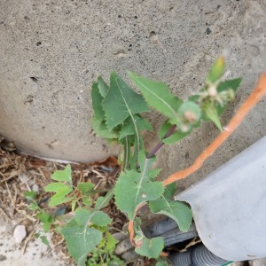 Photographie n°2529853 du taxon Sonchus oleraceus L. [1753]