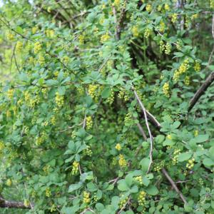 Photographie n°2529862 du taxon Berberis vulgaris L. [1753]