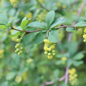 Photographie n°2529863 du taxon Berberis vulgaris L. [1753]