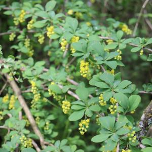 Photographie n°2529865 du taxon Berberis vulgaris L. [1753]