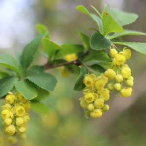 Photographie n°2529866 du taxon Berberis vulgaris L. [1753]