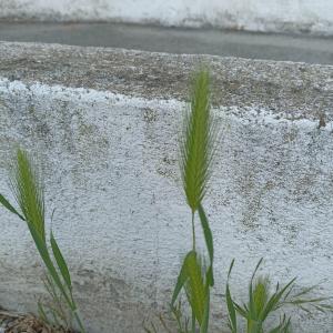 Photographie n°2529881 du taxon Hordeum murinum L.