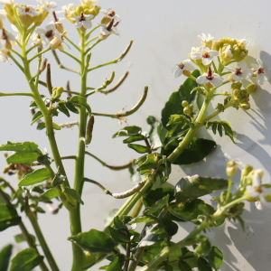 Photographie n°2529897 du taxon Nasturtium officinale R.Br. [1812]