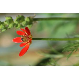 Adonis flammea Jacq. f. flammea 