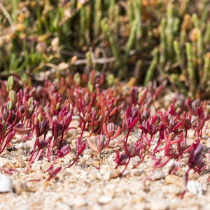 Photographie n°2529910 du taxon Sedum L.