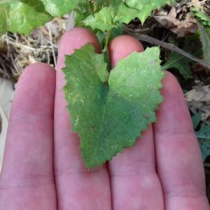 Photographie n°2530018 du taxon Sonchus oleraceus L.