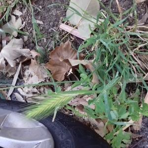 Photographie n°2530021 du taxon Hordeum murinum L.