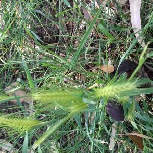 Photographie n°2530022 du taxon Hordeum murinum L.