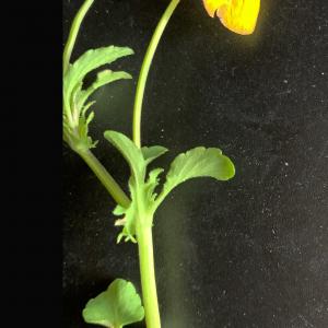 Photographie n°2530047 du taxon Viola tricolor L. [1753]