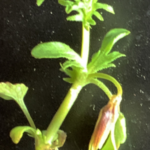 Photographie n°2530048 du taxon Viola tricolor L. [1753]