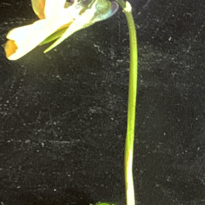 Photographie n°2530049 du taxon Viola tricolor L. [1753]