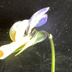 Photographie n°2530050 du taxon Viola tricolor L. [1753]