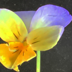Photographie n°2530051 du taxon Viola tricolor L. [1753]