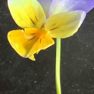 Photographie n°2530052 du taxon Viola tricolor L. [1753]