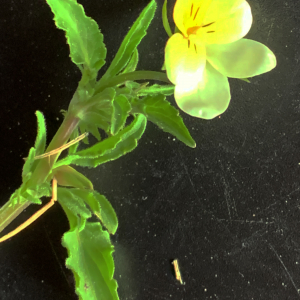 Photographie n°2530054 du taxon Viola tricolor L. [1753]