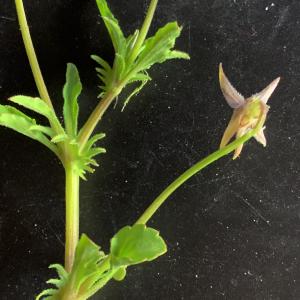 Photographie n°2530055 du taxon Viola tricolor L. [1753]