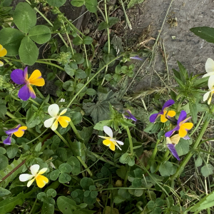 Photographie n°2530056 du taxon Viola tricolor L. [1753]