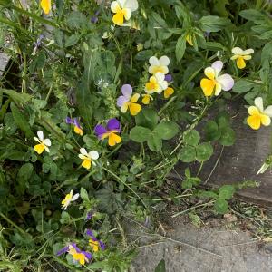 Photographie n°2530057 du taxon Viola tricolor L. [1753]