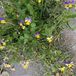 Photographie n°2530058 du taxon Viola tricolor L. [1753]